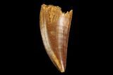 Serrated, Raptor Tooth - Real Dinosaur Tooth #124277-1